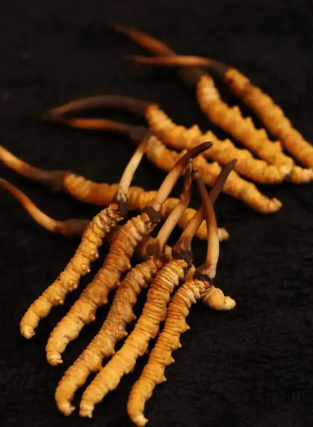 冬蟲(chóng)夏草回收